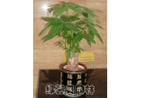小發(fā)財(cái)樹